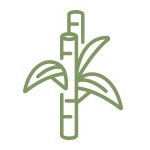 bamboo